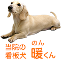 当院の看板犬 暖くん